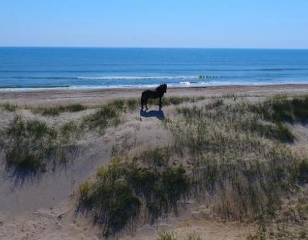 horse on a sand dune in 4x4 beaches in outer banks nc