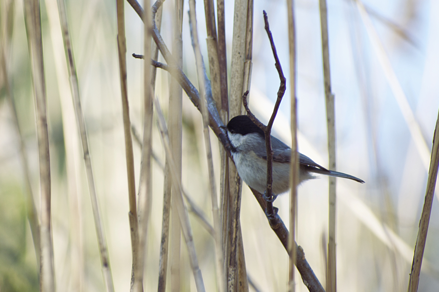 A Carolina Chickadee in the rushes at Sandy Run Park, Kitty Hawk.