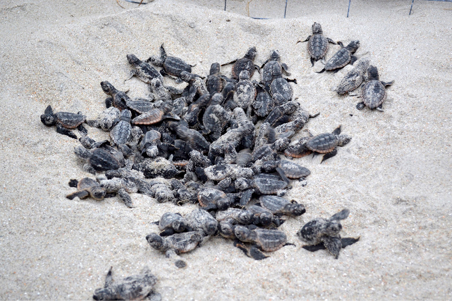 A Sea turtle boil or hatching. Photo, Coast Review A Sea turtle boil or hatching. Photo, Coast Review